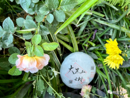 2022春大黑山古樹(shù)