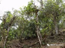 勐海第一香——那卡，讓人著迷上頭