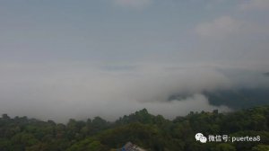 南糯山半坡老寨，普洱茶的原野花香