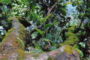 【品茶筆記】倚邦新貴，大黑山古樹(shù)茶
