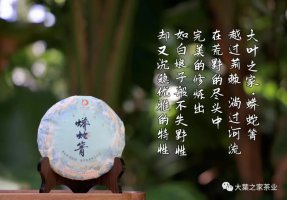 茶中白娘子 溫柔不失野性——蟒蛇箐