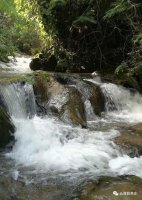 蟒蛇箐—茶味天成的山野隱士，難以拒絕